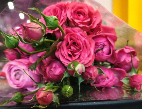 Роза кустовая ярко - розовая