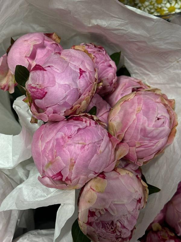 Пионы розовые