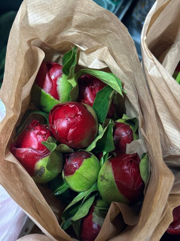 Пионы малиновые