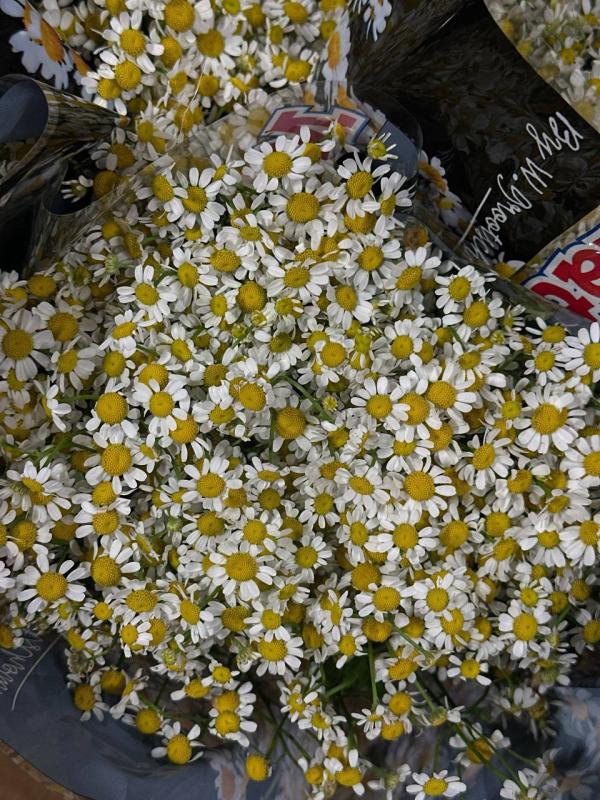 Ромашка мелкая